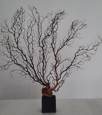 curiosité , taxidermie 