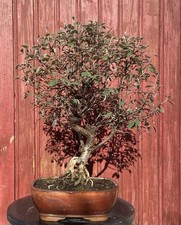 Bonsaï cotoneaster - bonsaÏ,