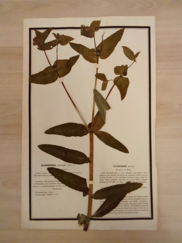 Ancien herbier botanique - ancien,