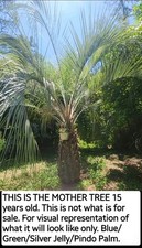 1 Pindo Jelly Palm Tree 2-3 Ft