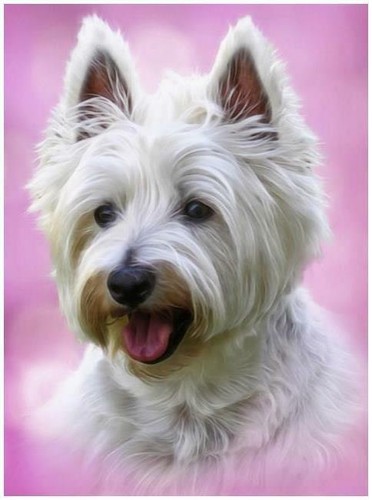 West highland white - highland,