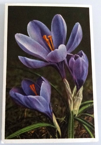 Carte postale crocus safran - postale,