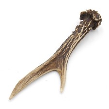 Bois de Cerf Longueur 16 CM