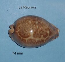 Cypraea   Mappa   Geographica