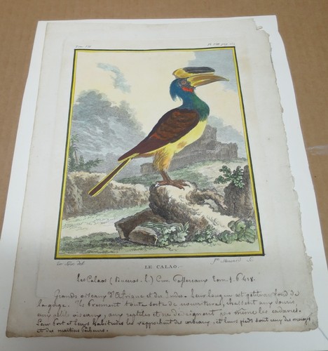 Seve mansard ornithologie - mansard,