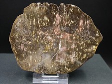 BOIS FOSSILE (SILICIFIÉ