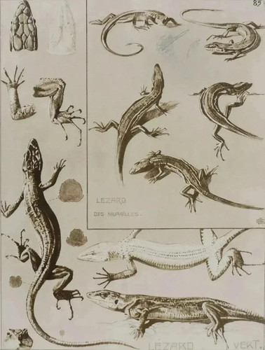 Mathurin meheut le lézard - mathurin,