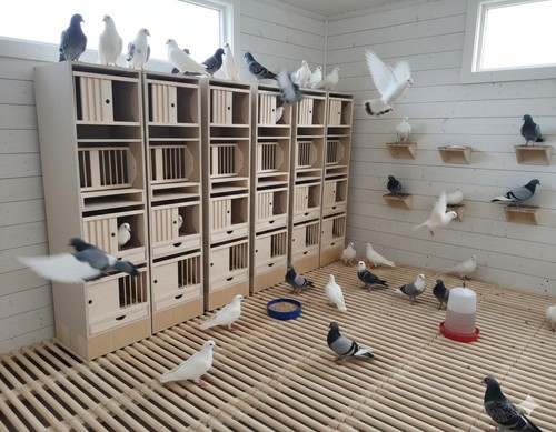 Pigeonnier pigeon - pigeonnier,,