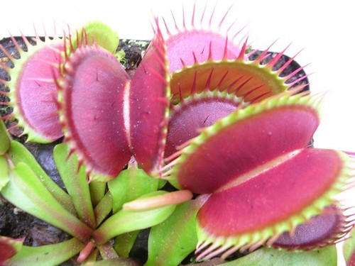 Dionaea muscipula graines - muscipula, -30