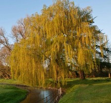 Salix babylonica - Saule