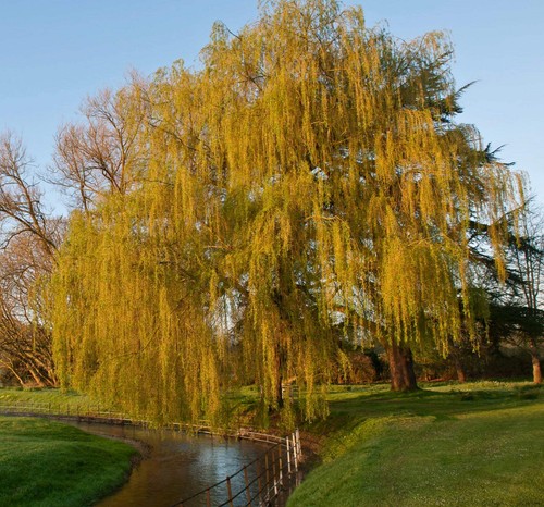 Salix babylonica saule - salix,