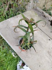 Aloe cyrtophylla big lovely