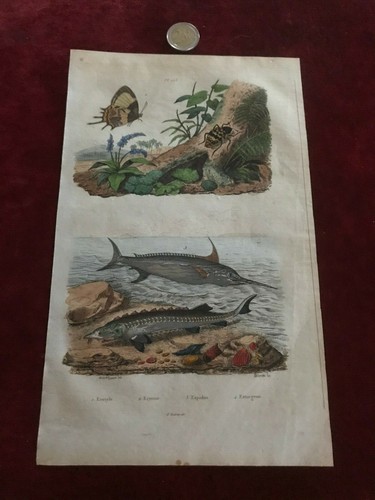 Gravure ancienne faune - ancienne, et