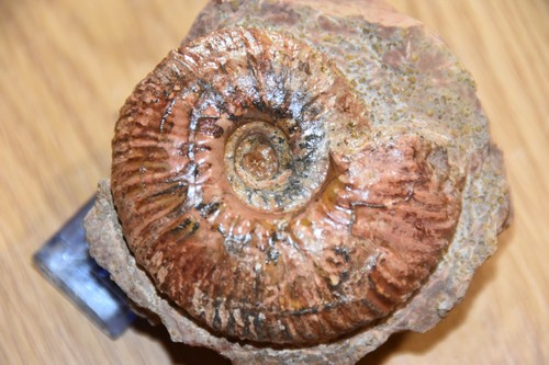 Rare ammonite geczyceras - ammonite, aff
