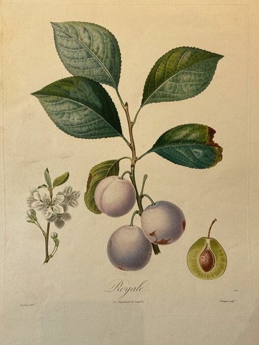 Poiteau pomologie - poiteau,, la