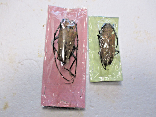 Entomologie cerambycidae - ,