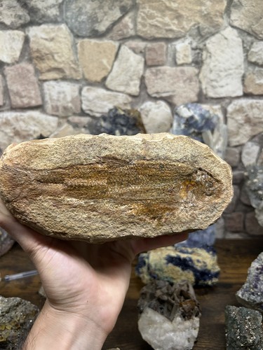 Poisson fossile - 21,