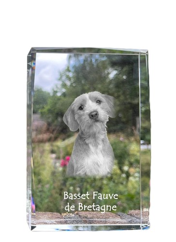 Basset fauve bretagne - de,