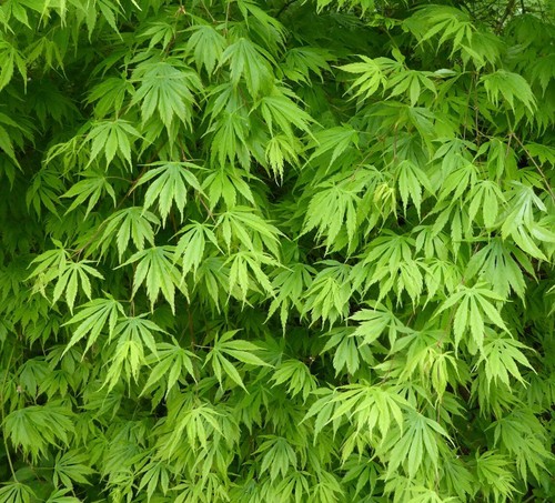 Acer palmatum polymorphum - , cv