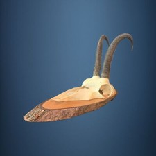 162CAM Trophée de chasse de