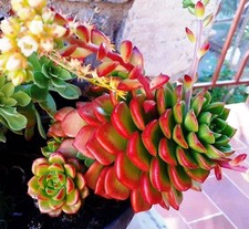 15 € pour 12 plantes