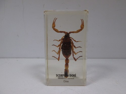 Scorpion doré insecte sous - scorpion,