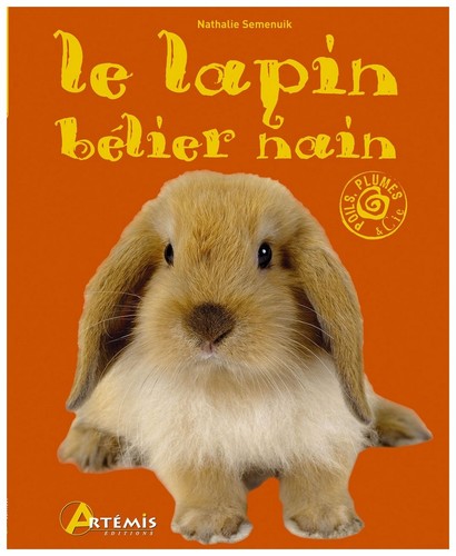 Lapin bélier nain - lapin,