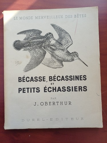 Becasse becassines petits - becasse,, et
