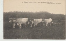 CPA LES LABOURS EN CHAROLLAIS - ATTELAGE DE SIX BOEUFS