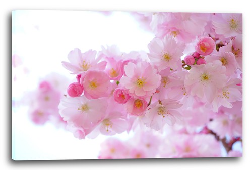 Toile cadres images - toile/cadres, fleurs