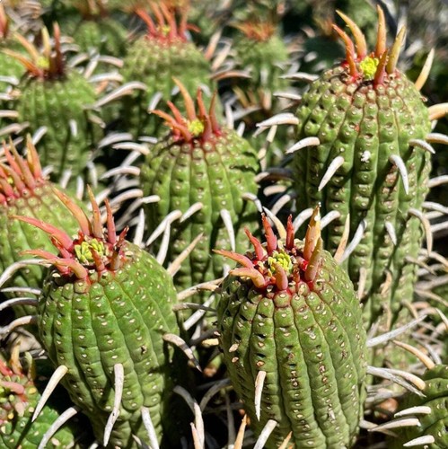 Euphorbia ferox seeds - ferox,