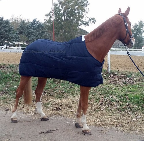 Dessous couverture pour cheval - dessous,