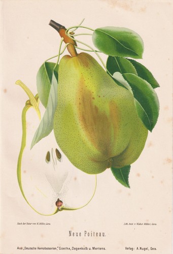 Nouveau poiteau poires fruits - nouveau,