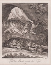 Tigre Tigres Raubkatze Gravure En Cuivre Augsburg J. E. Ridinger 1738