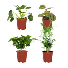 Kit de plantes respectueux des
