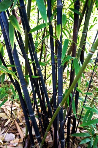Phyllostachys nigra seeds - phyllostachys,
