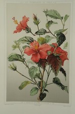 Lithographie couleur originale Botanique Hibiscus fleurs