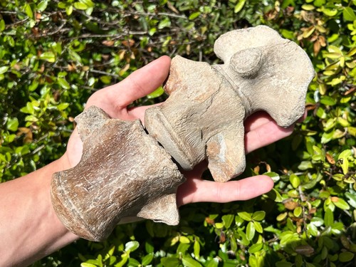 Fossil mosasaur vertebrae lot - mosasaur,