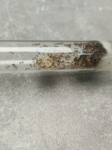 Fourmis pheidole palidula - fourmis,