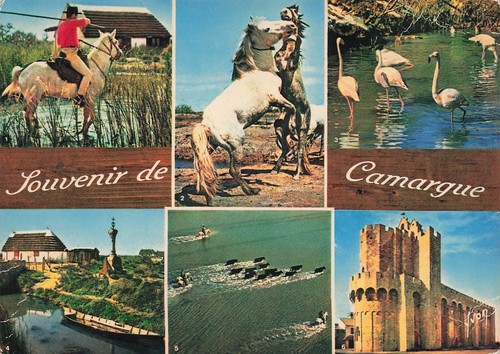 Camargue gardian cheval - 13, a