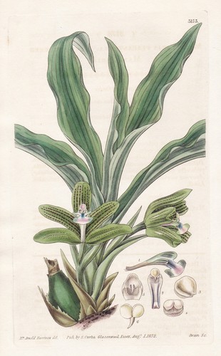 Maxillaria placanthera brasil - maxillaria,