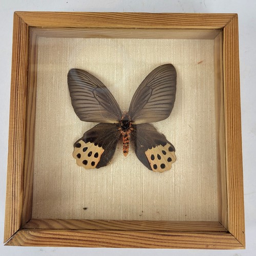 Papillon entomologie sous