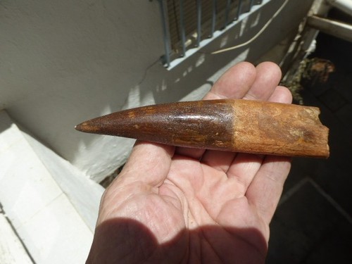 Dent fossilisee spinosaurus - dent, de