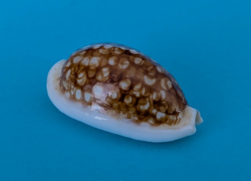 Cypraea cribraria zadela niger