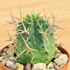 Euphorbia stellispina, pot 5,5