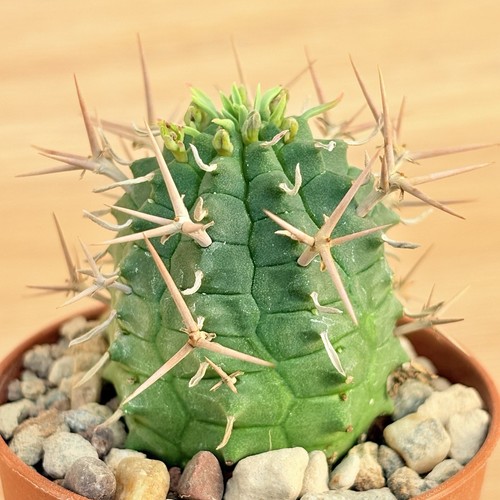 Euphorbia stellispina pot 5 - stellispina,, 5,5