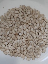 25 graines de courge longue de nice