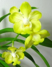 Vanda Denisoniana, Flowering