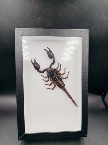 Entomologie taxidermie - entomologie,