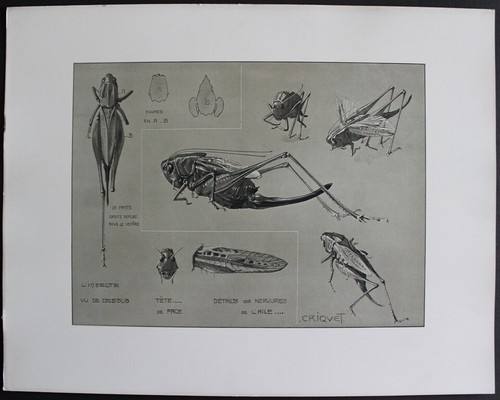 Criquet planche originale - criquet,